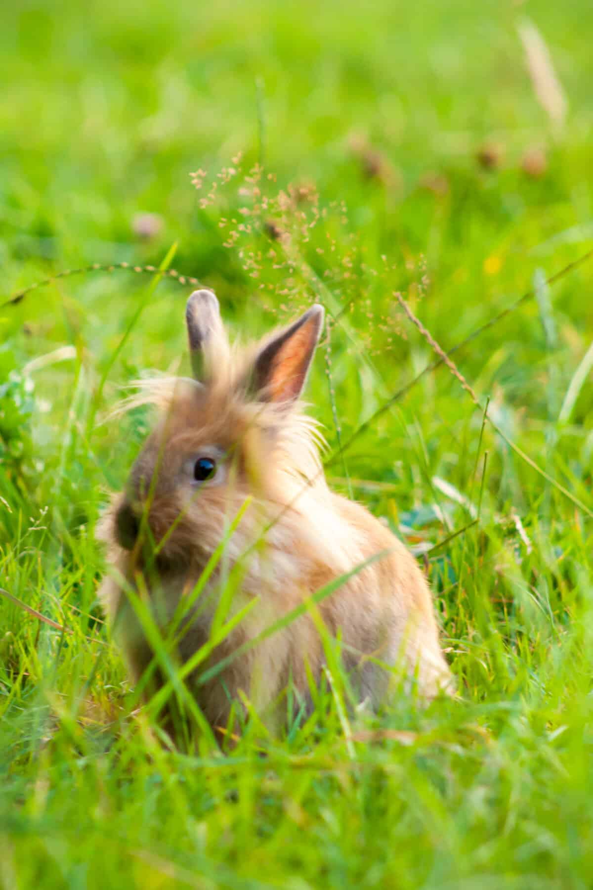 ginger color rabbit in grass.