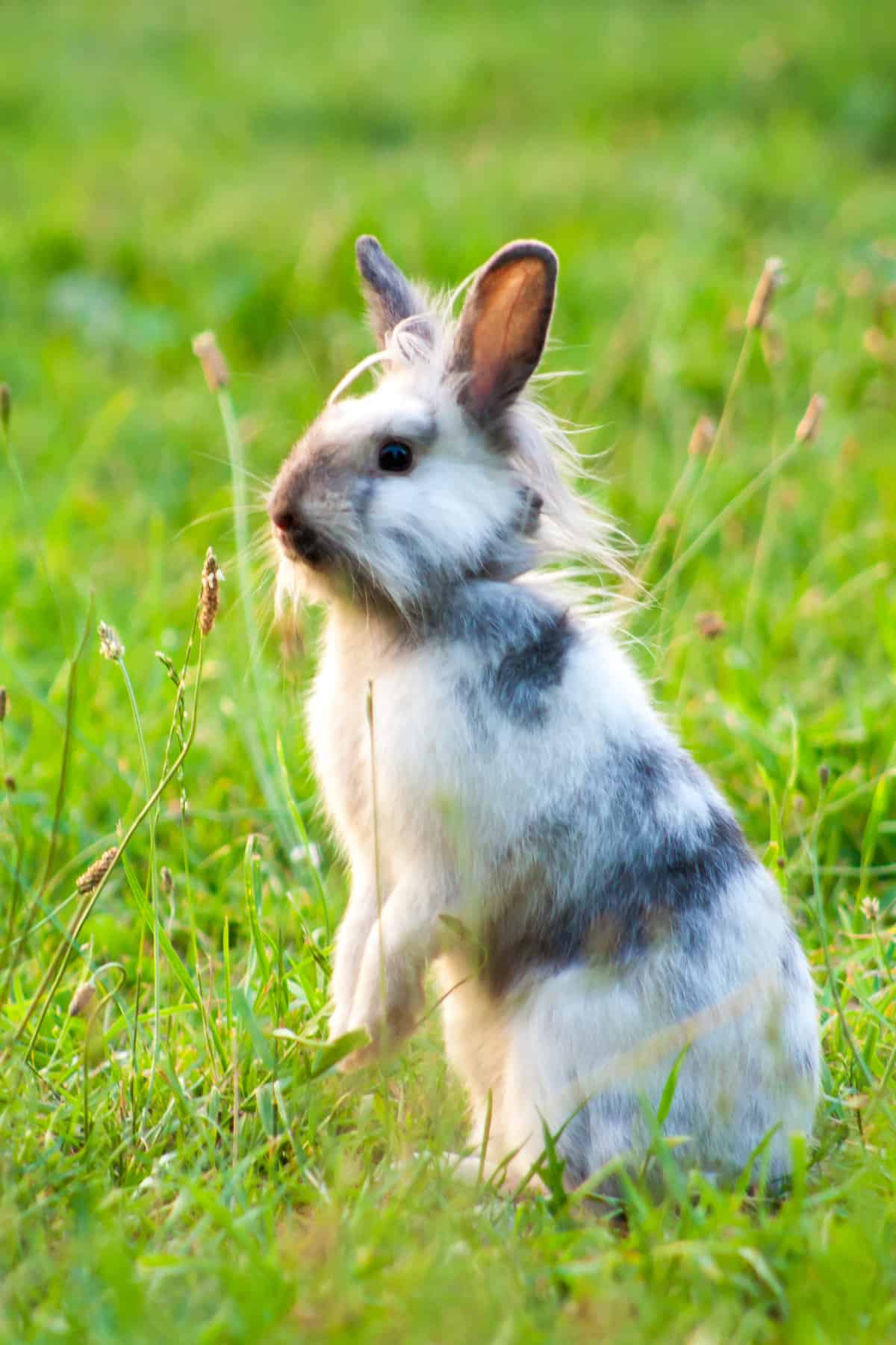 white and brown rabbit standing on hind legs.