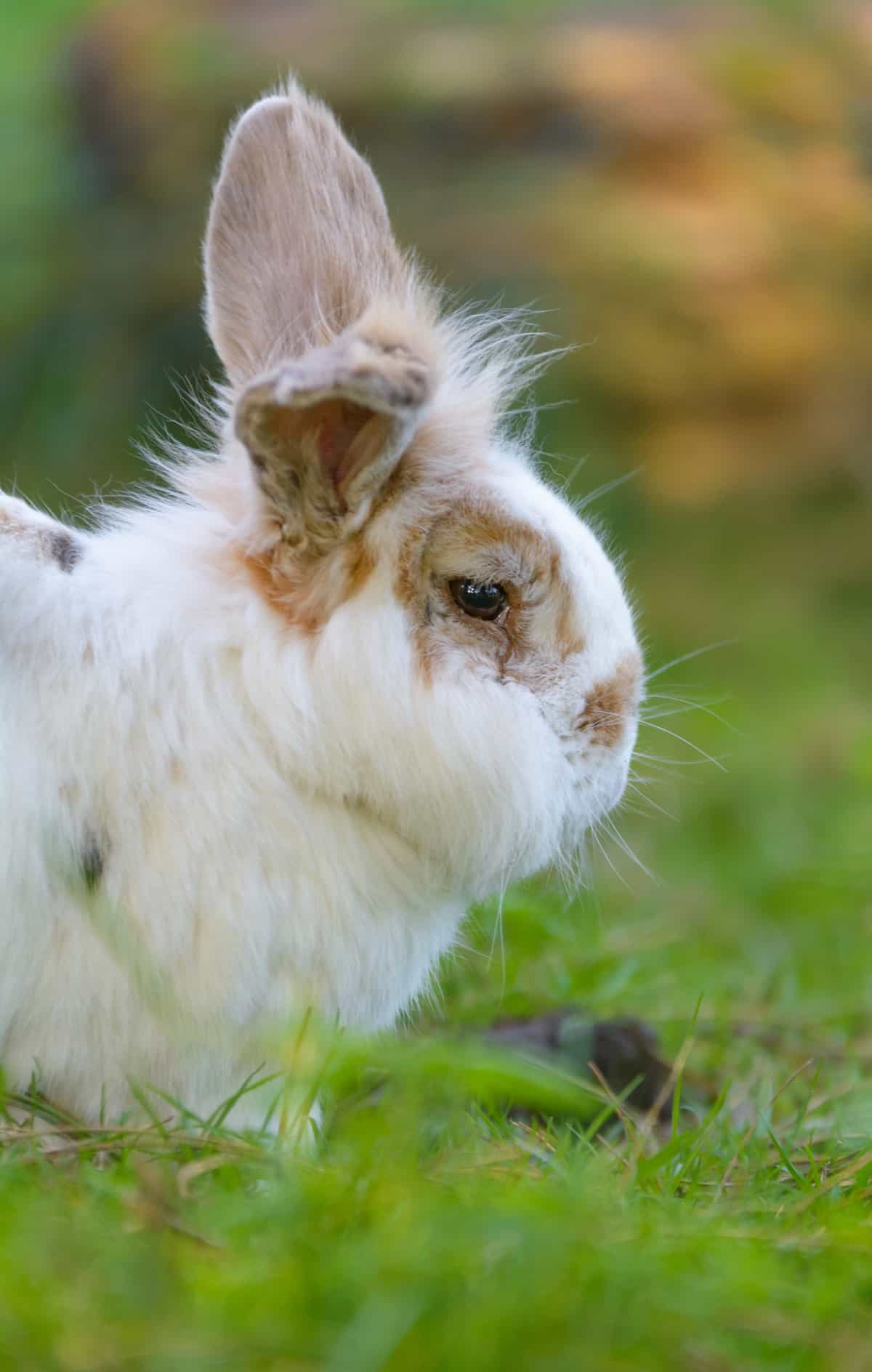 white rabbit on grass.
