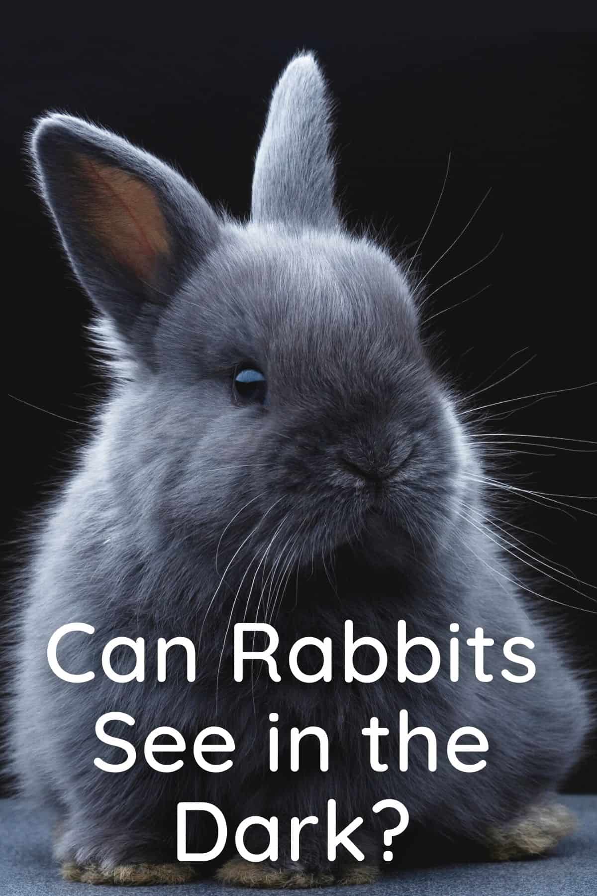 Can Rabbits See in the Dark? Every Bunny