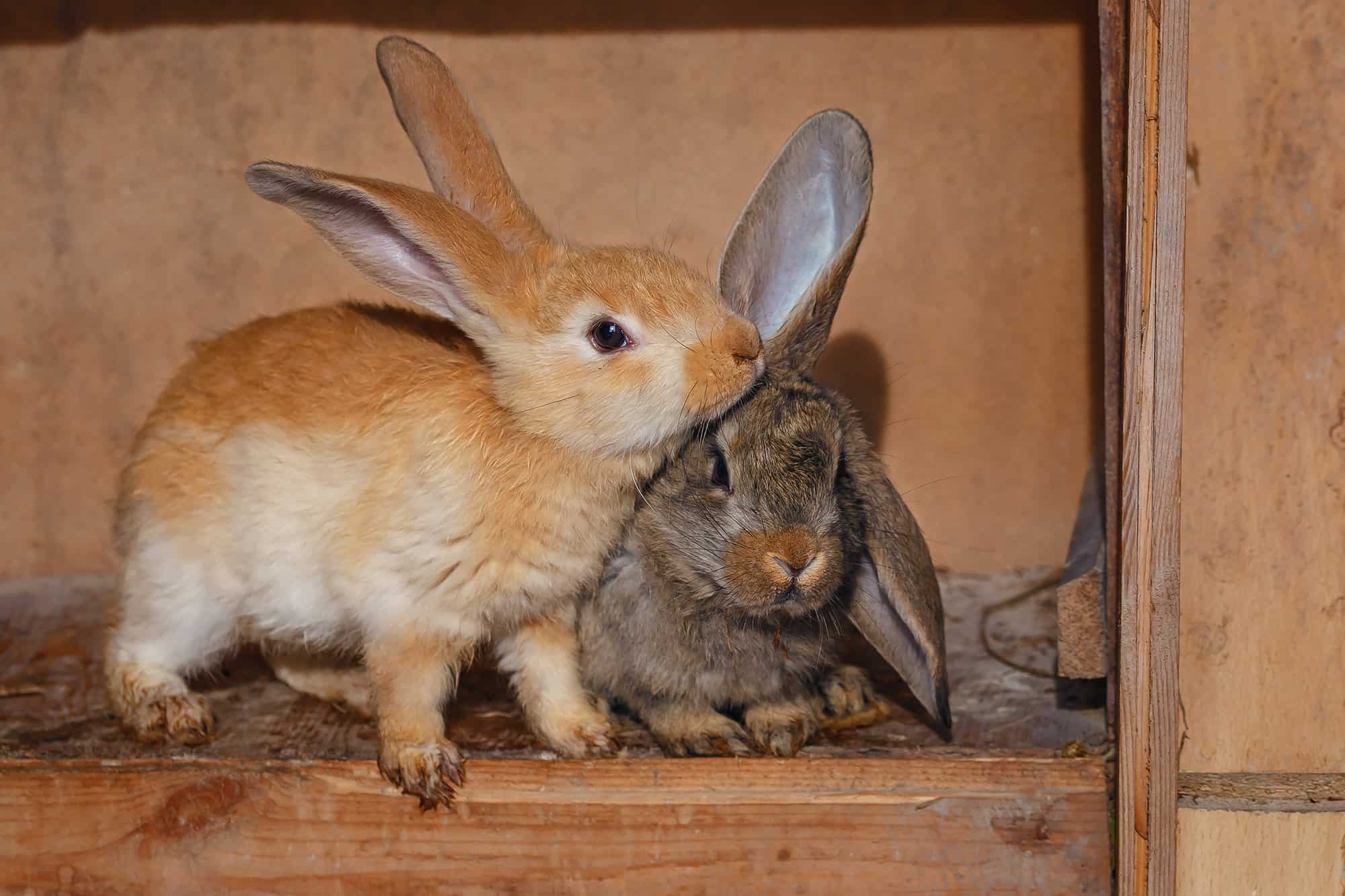 brown and grey rabbits nudging each other.
