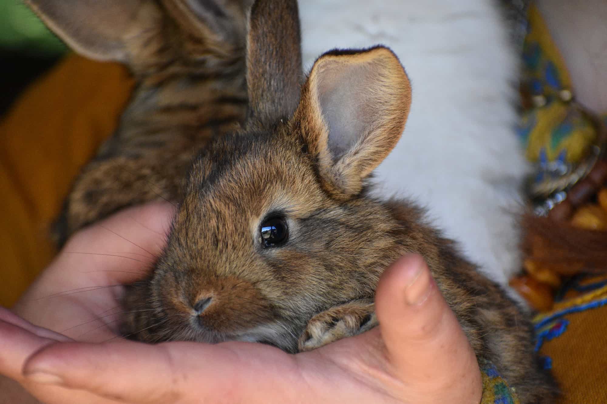 brown rabbit nudging a woman's arm.