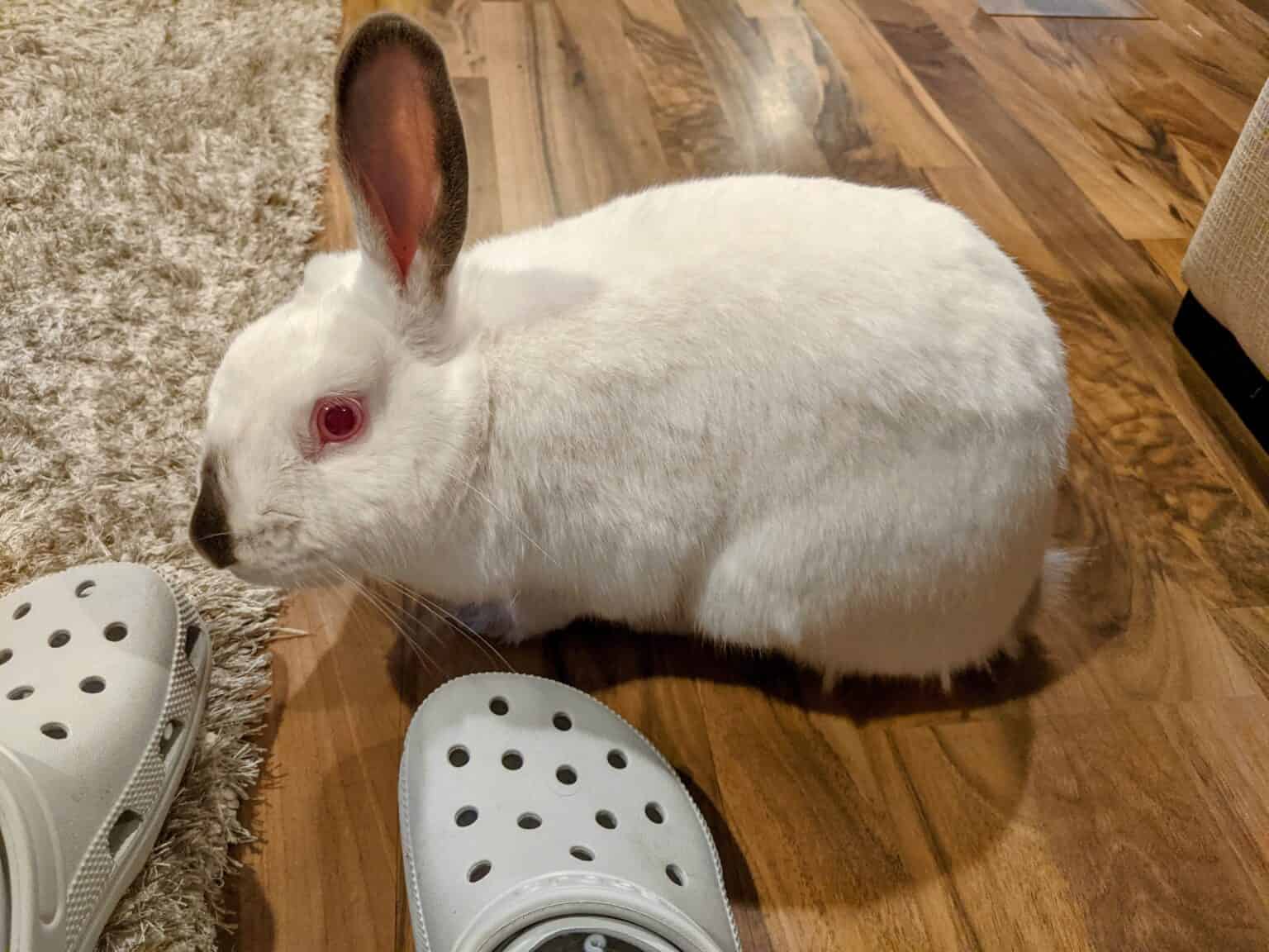 Do Rabbits Bite? Understanding Why & What To Do - Every Bunny Welcome