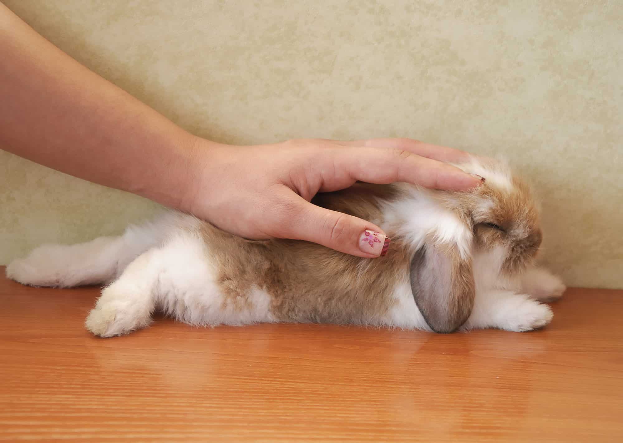 white and beige rabbit sitting.