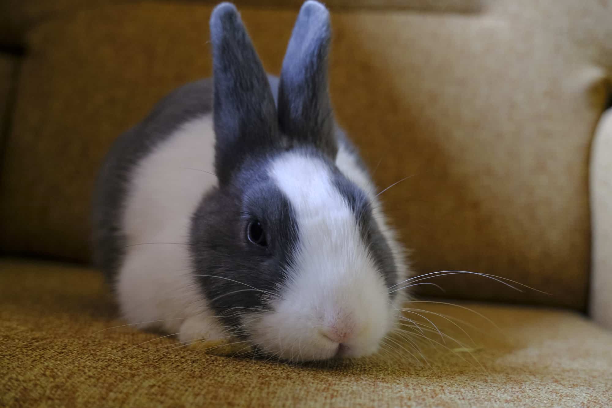 white and grey rabbit on the floor.