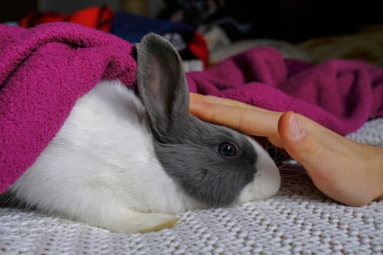 How to Pet a Rabbit: The Do’s and Don’ts  