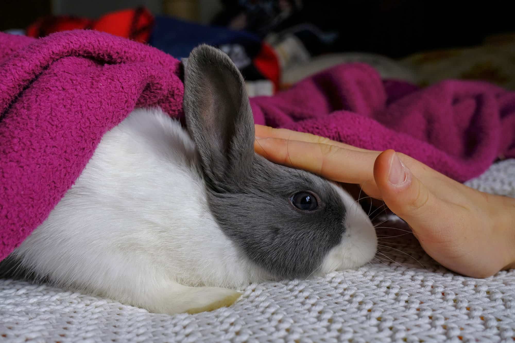 white and grey rabbit on a blanket.