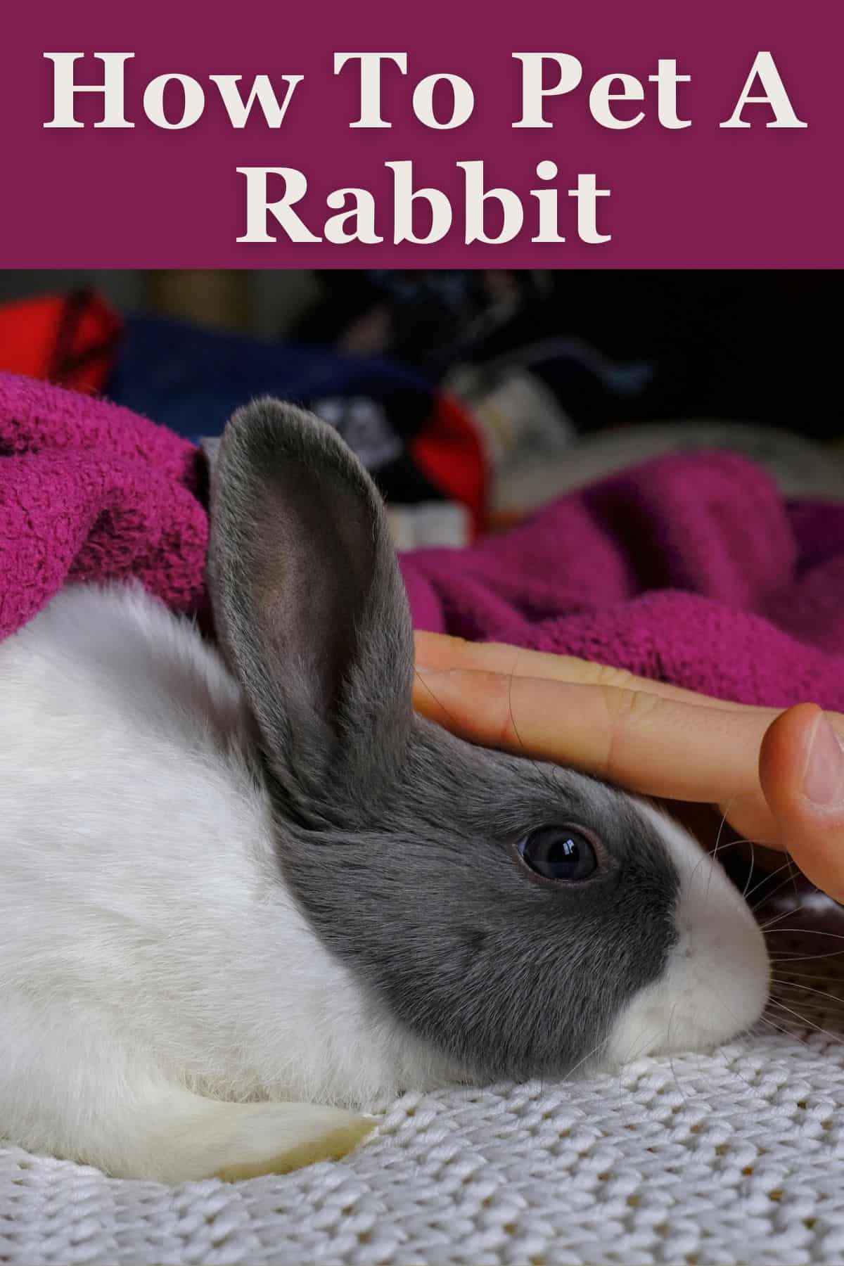How to Pet a Rabbit The Do's and Don'ts Every Bunny