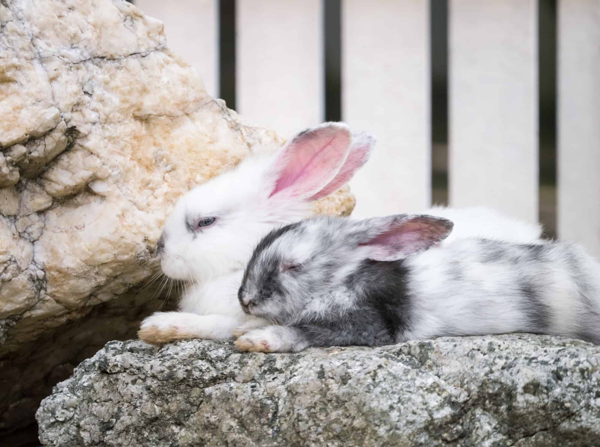 white and grey rabbits sleeping together