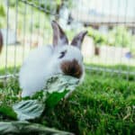 white rabbit eating cabbage on grass