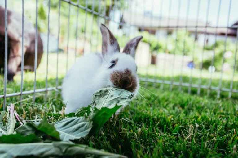 Can Rabbits Have Cabbage? What You Need to Know!   