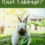 rabbit eating cabbage on grass