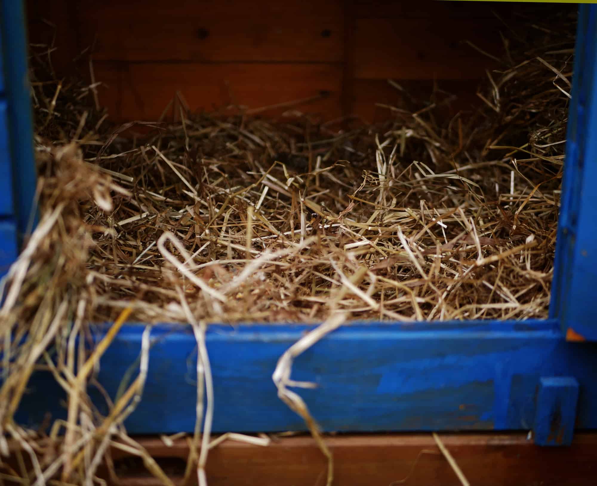 oat hay in a blue basket