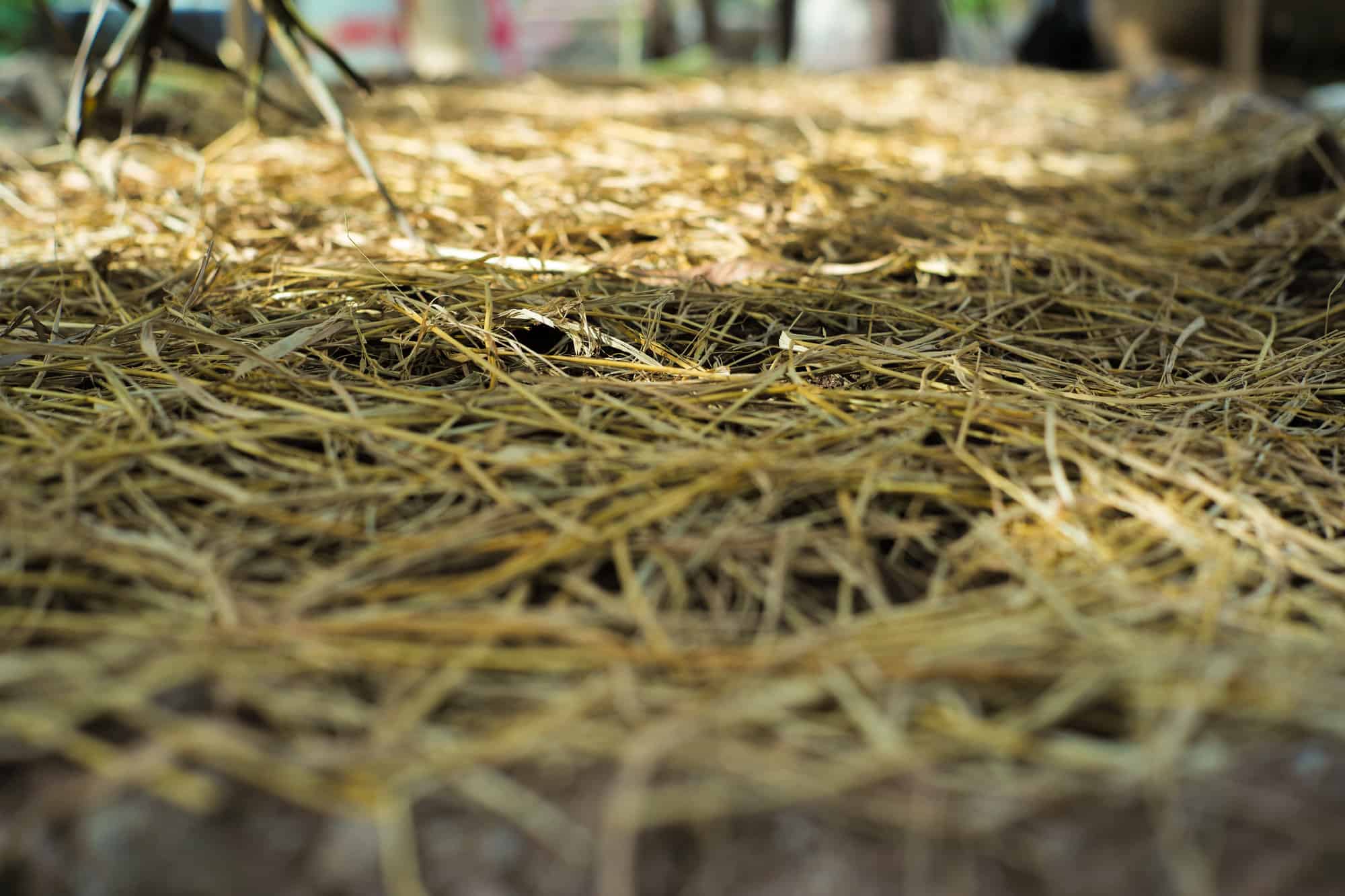 oat hay on the floor
