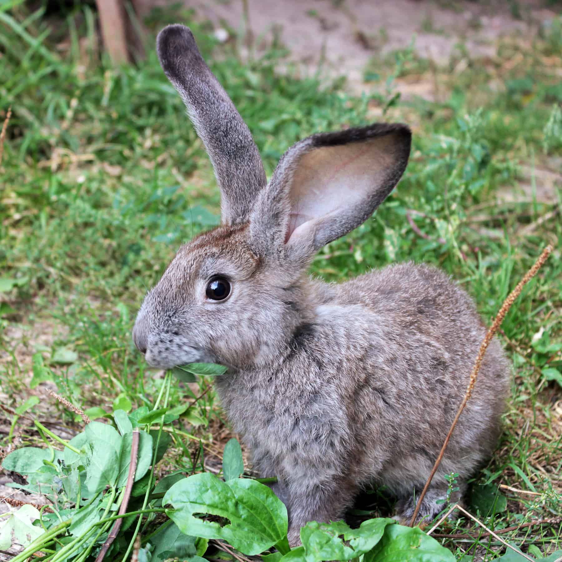 grey rabbit with asparagus.