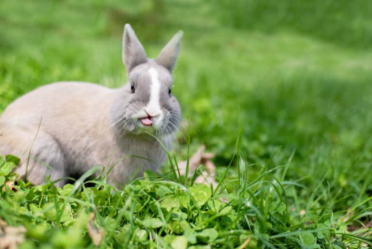 Why Do Rabbits Lick You? 11 Reasons for This Common Behavior