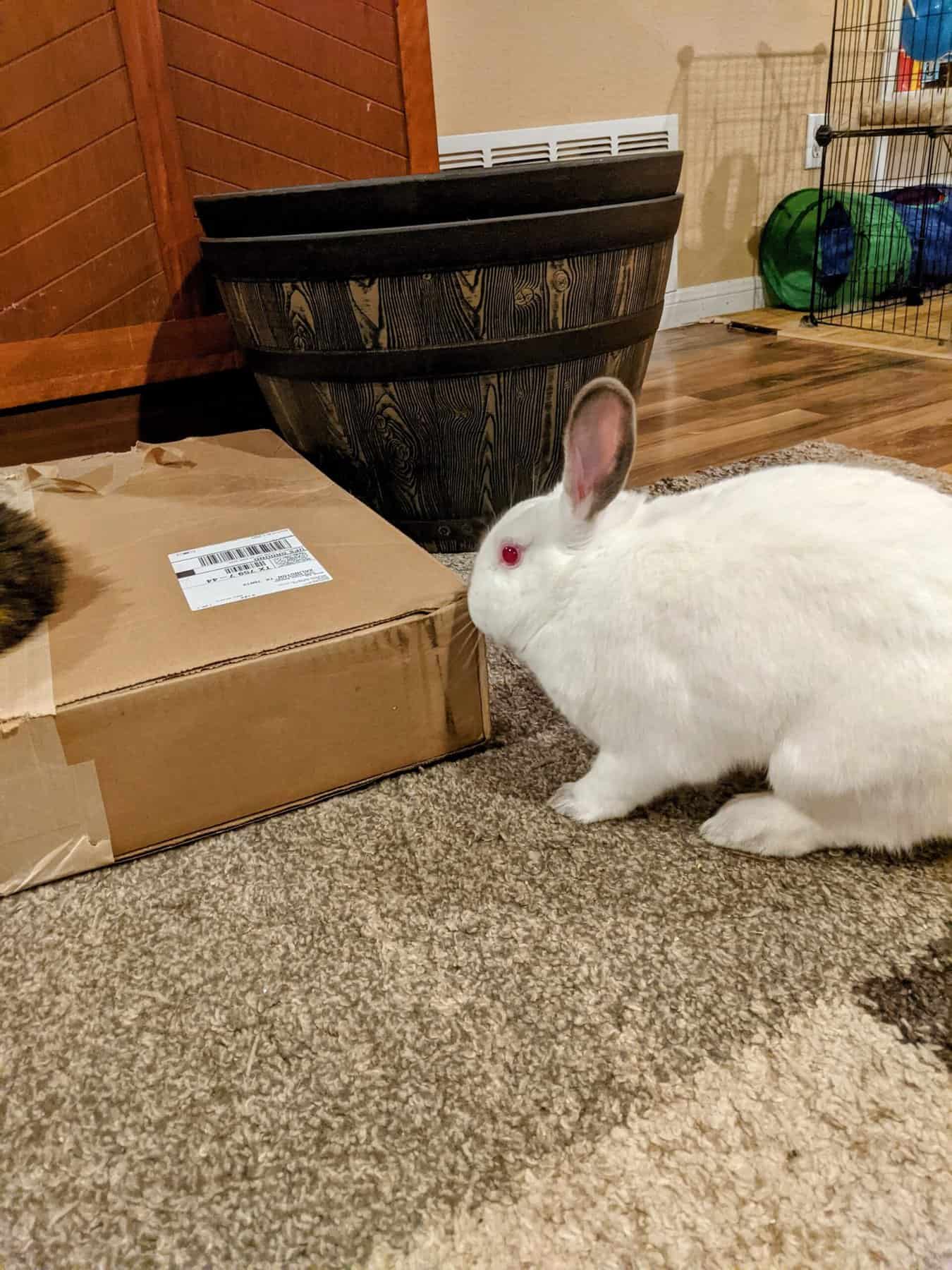 white rabbit playing with a box