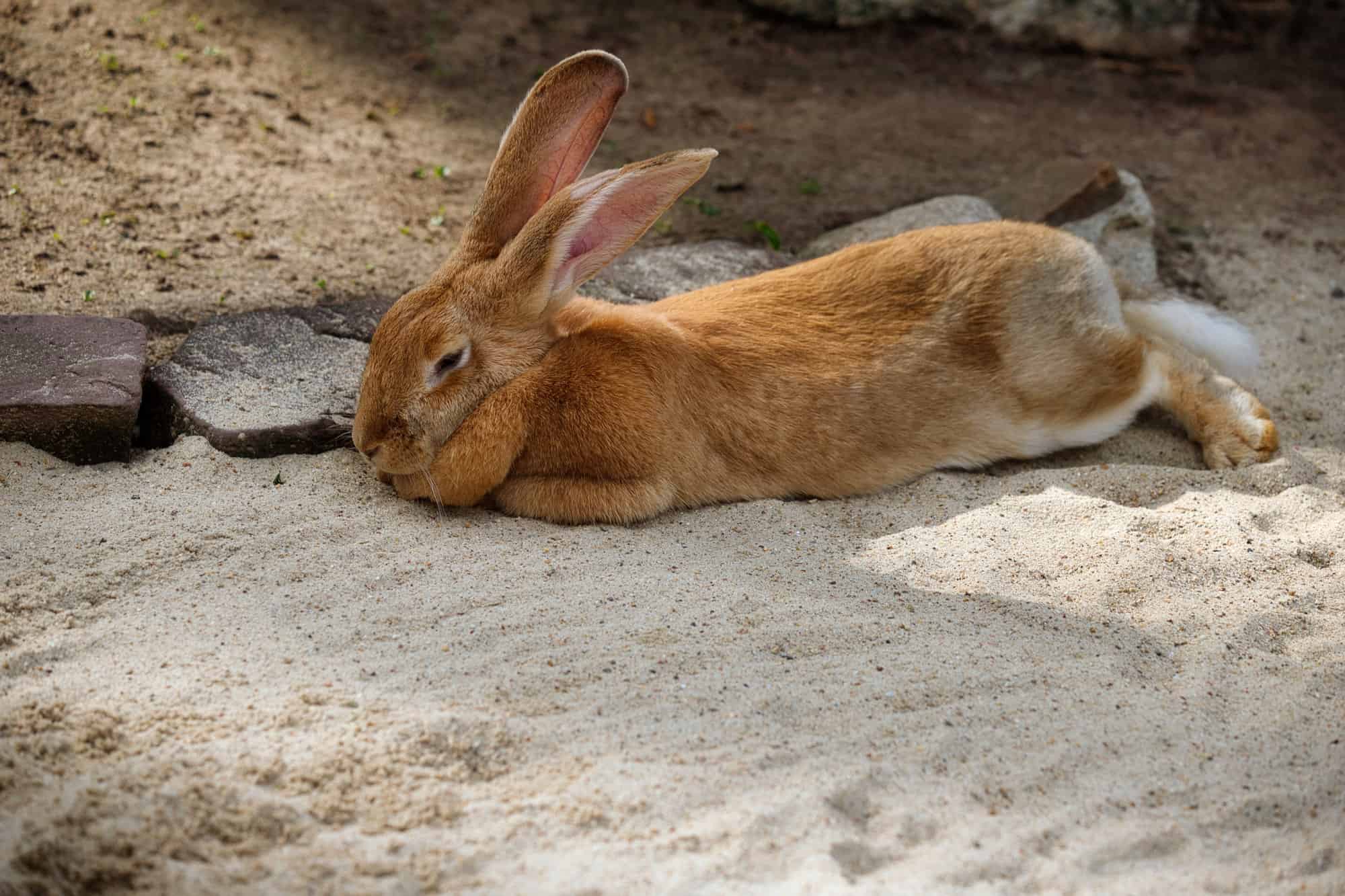 brown rabbit on a dirt ground