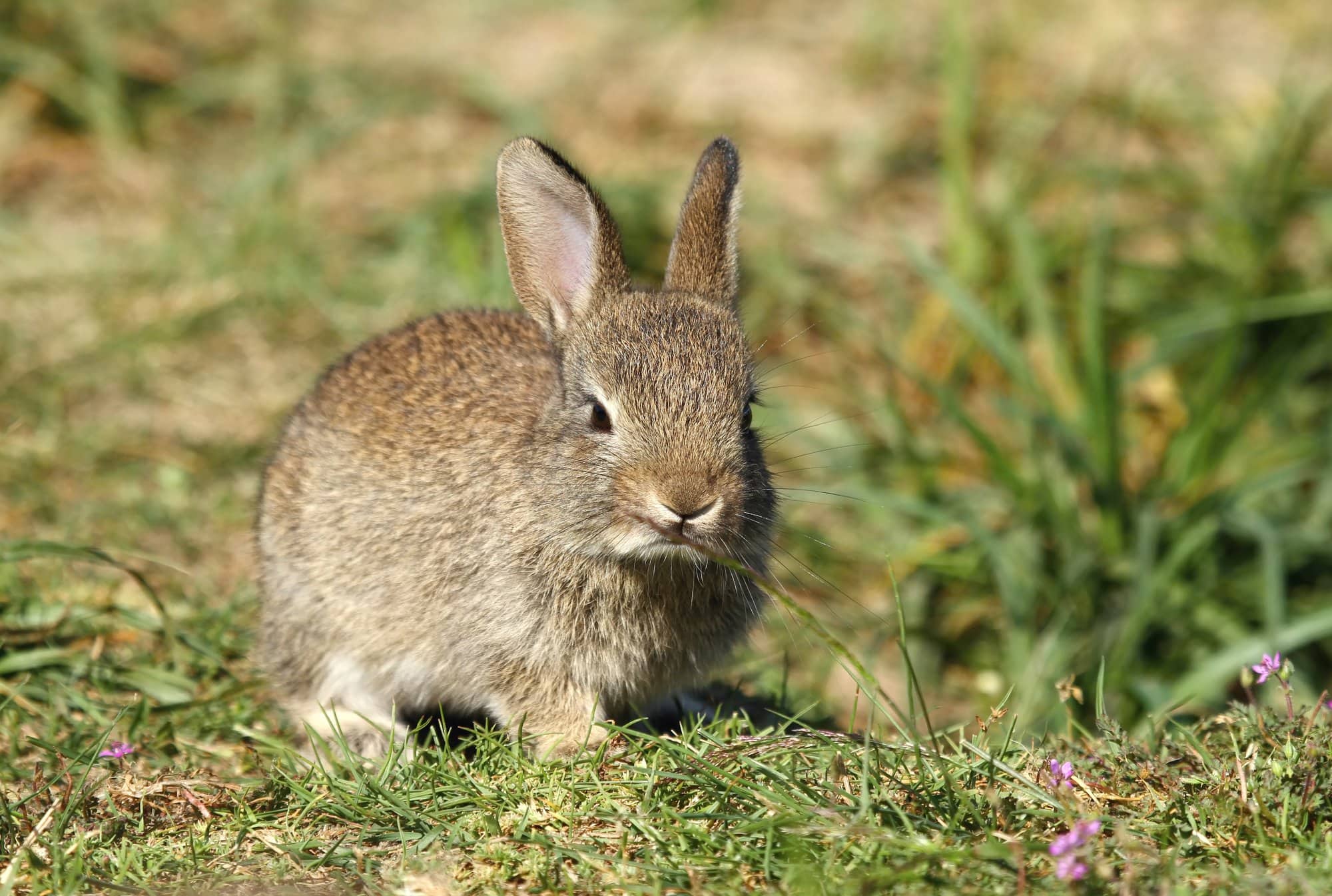 brown rabbit eating a plant leaf