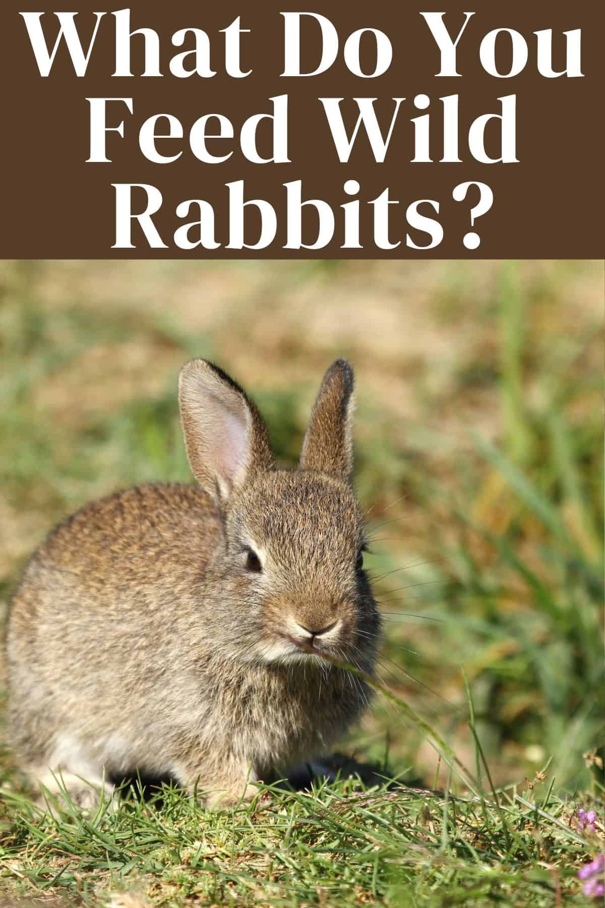 What Can You Feed Wild Rabbits A Comprehensive Guide Every Bunny