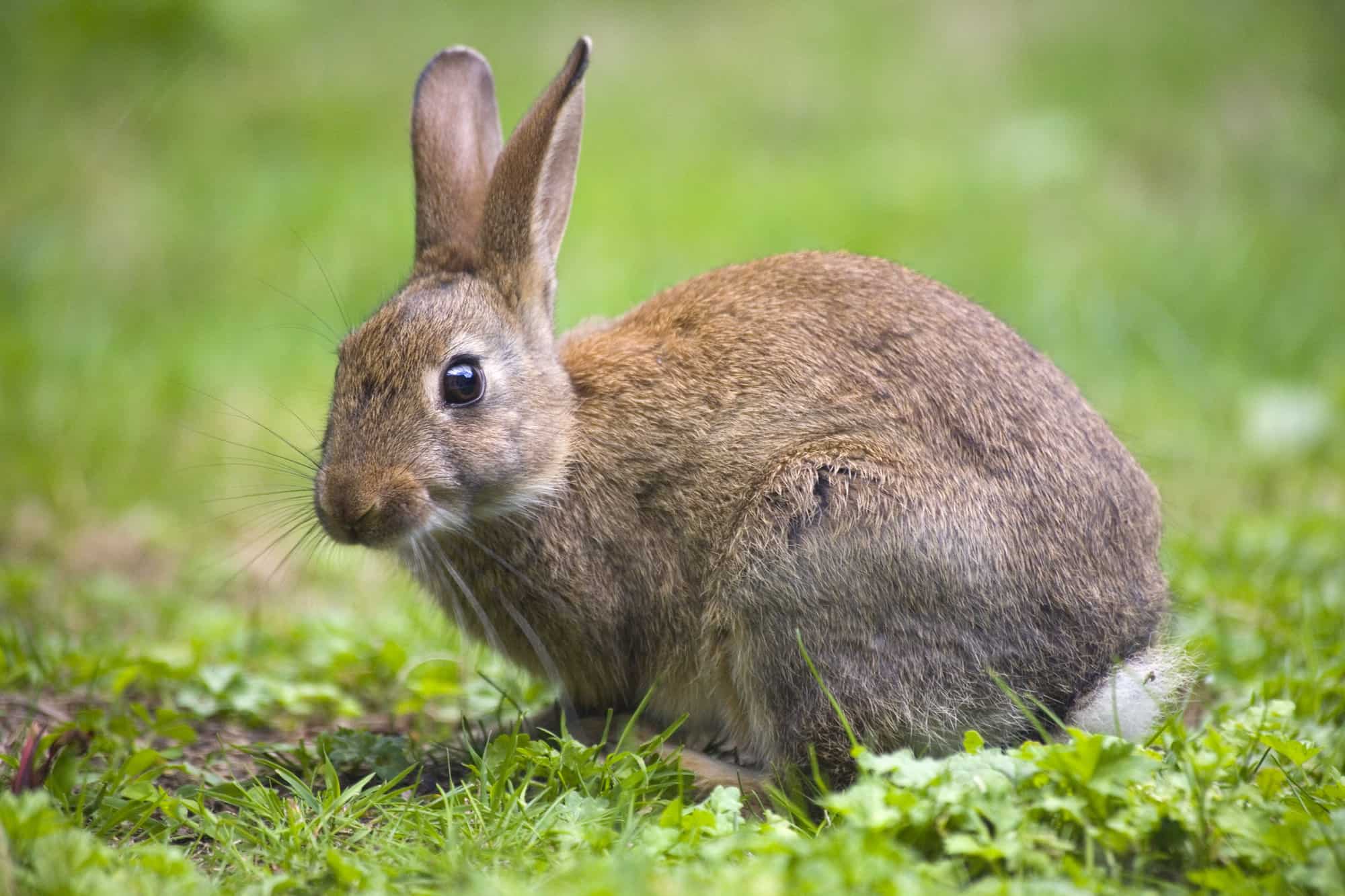 brown rabbit in grass