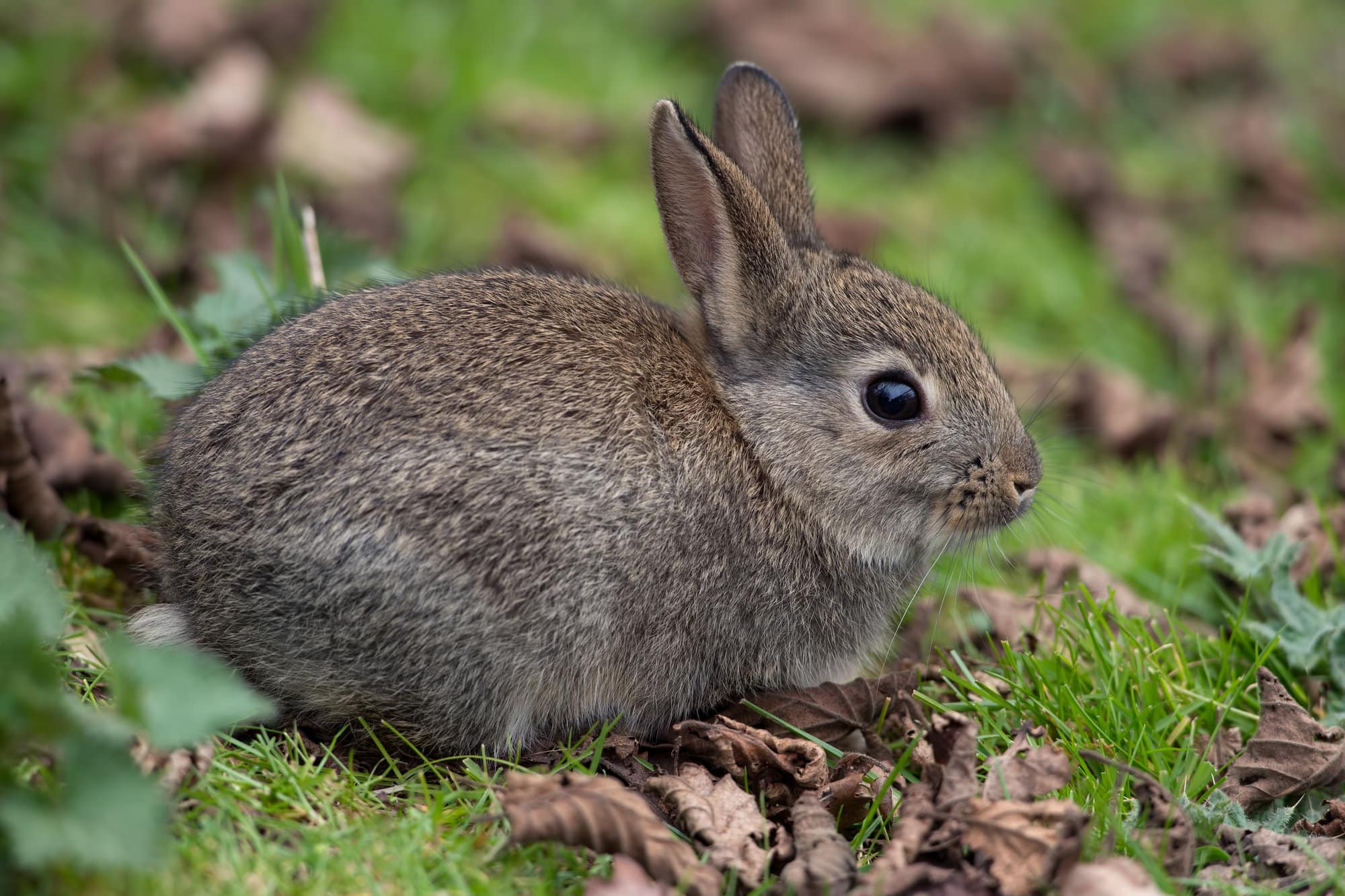 grey rabbit on a forest floor