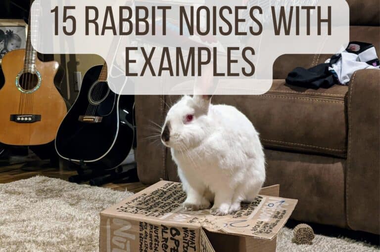 Understanding 15 Rabbit Noises and What They Mean