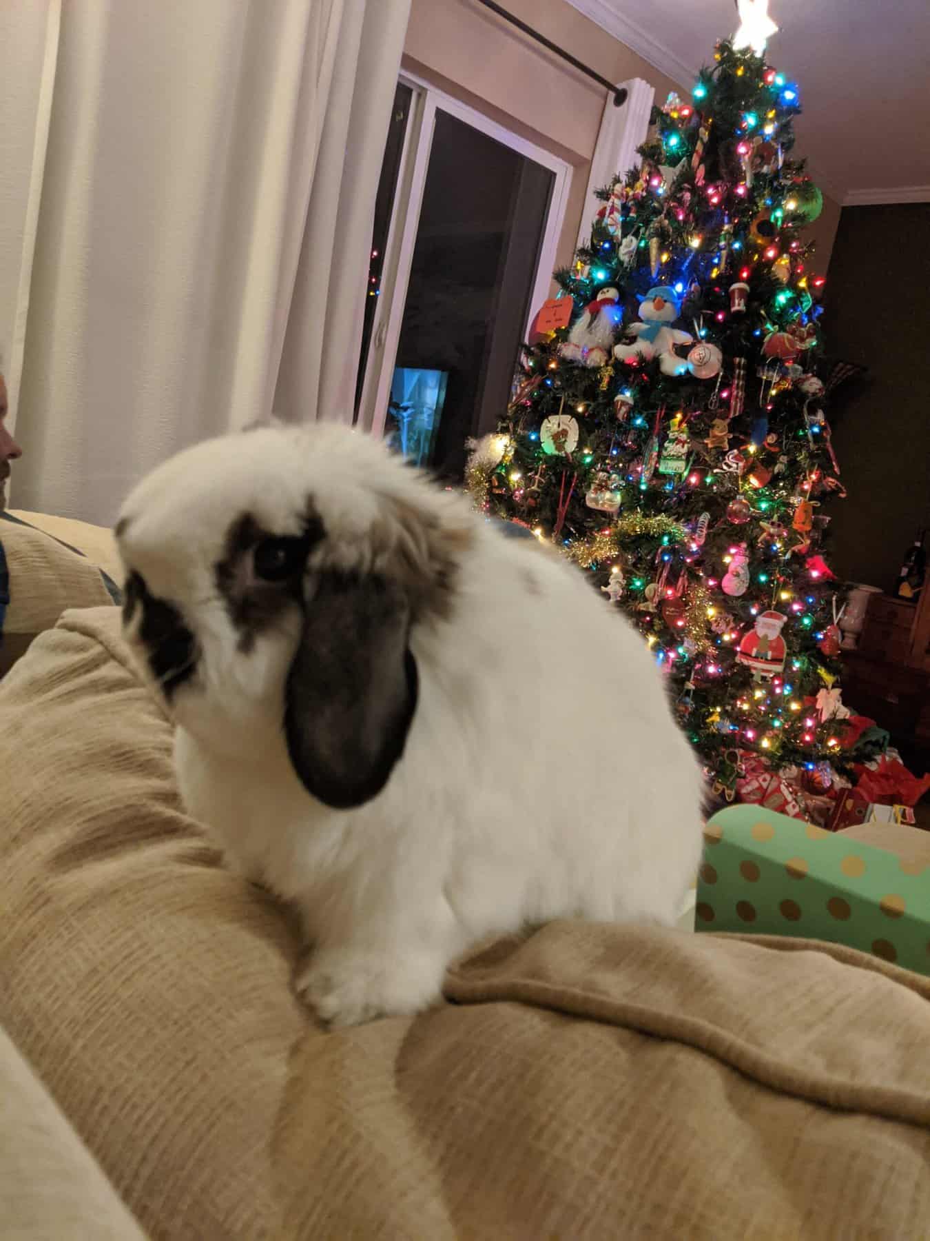 holland lop rabbit on a couch