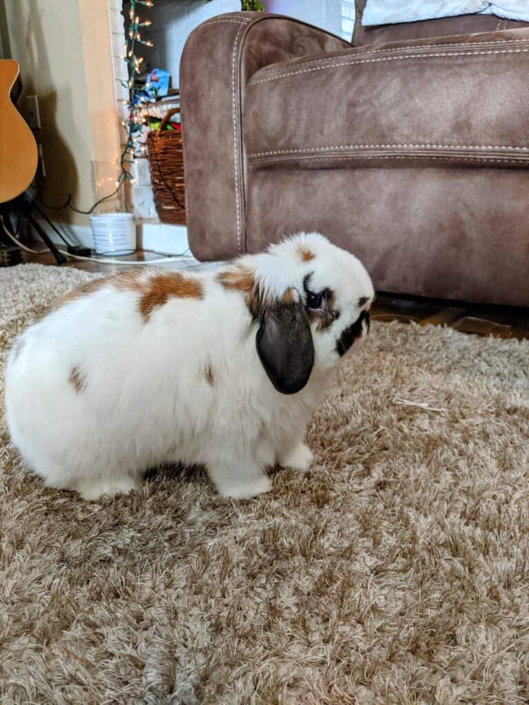 holland lop rabbit on a rug