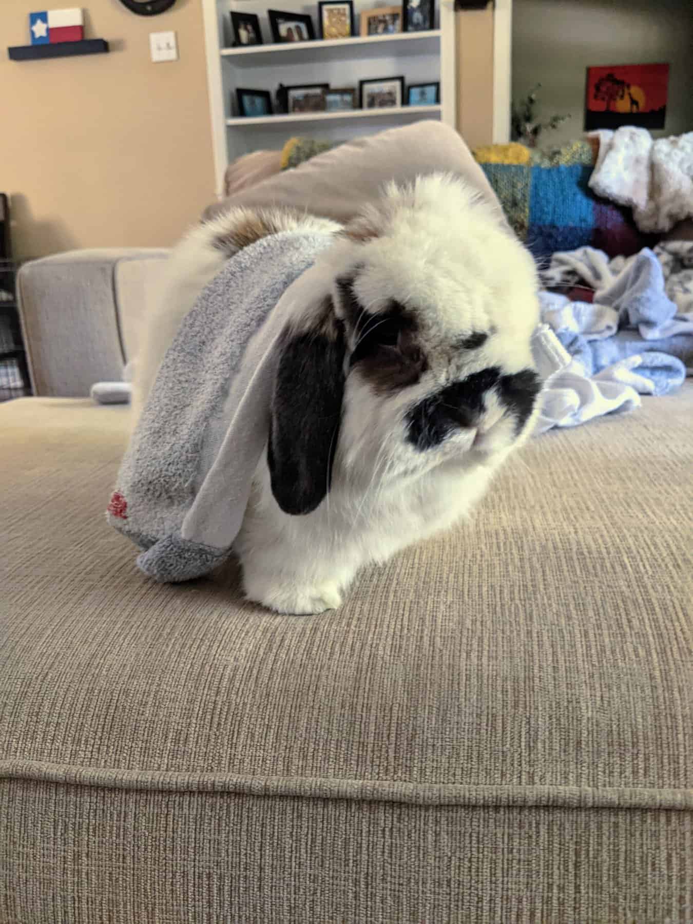 holland lop rabbit on a brown couch
