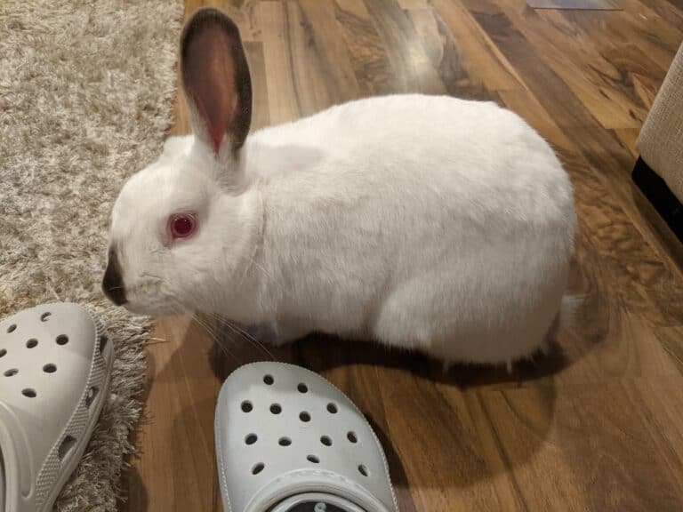 white rabbit sitting with shoes