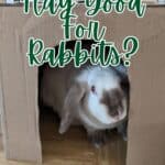 white rabbit peeking out of a box
