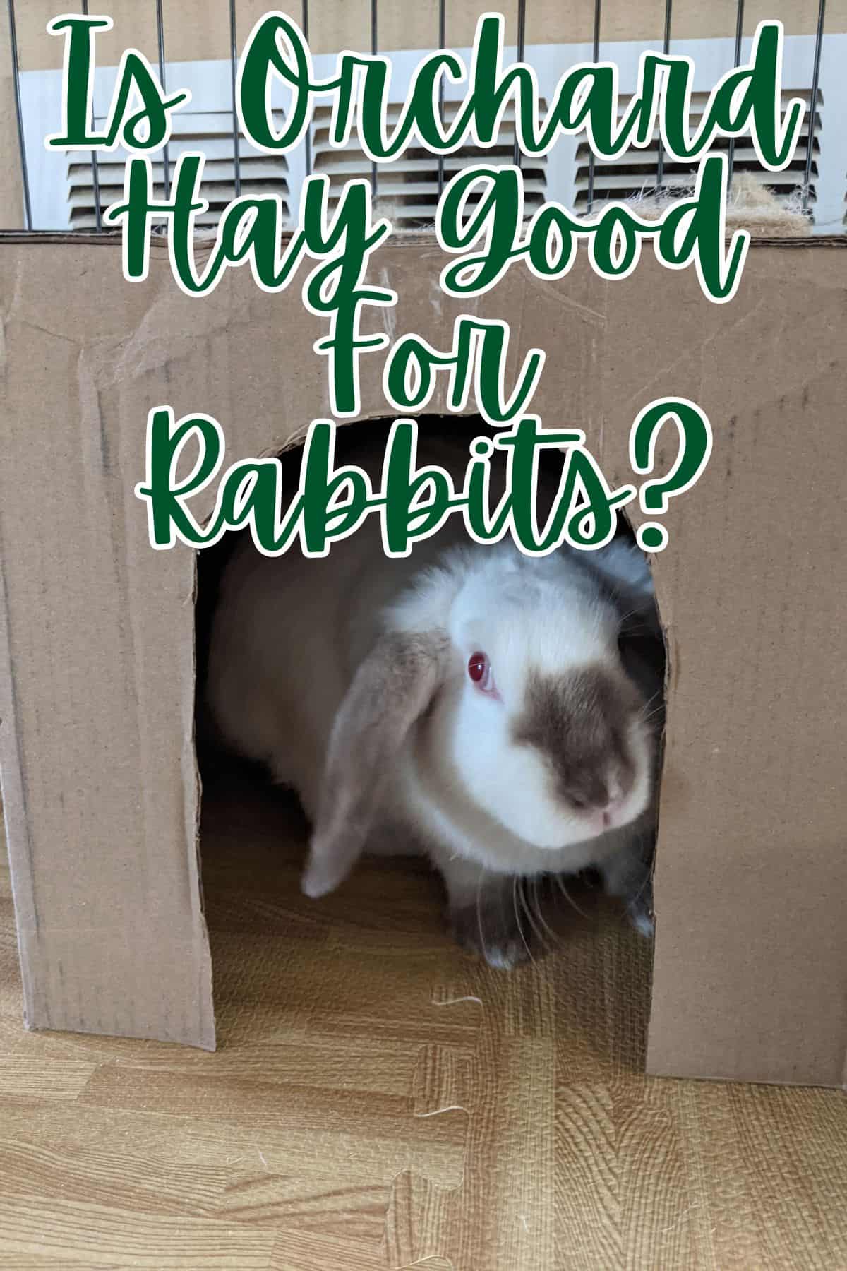 Is Orchard Hay Good for Rabbits? Every Bunny